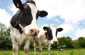 Vacas