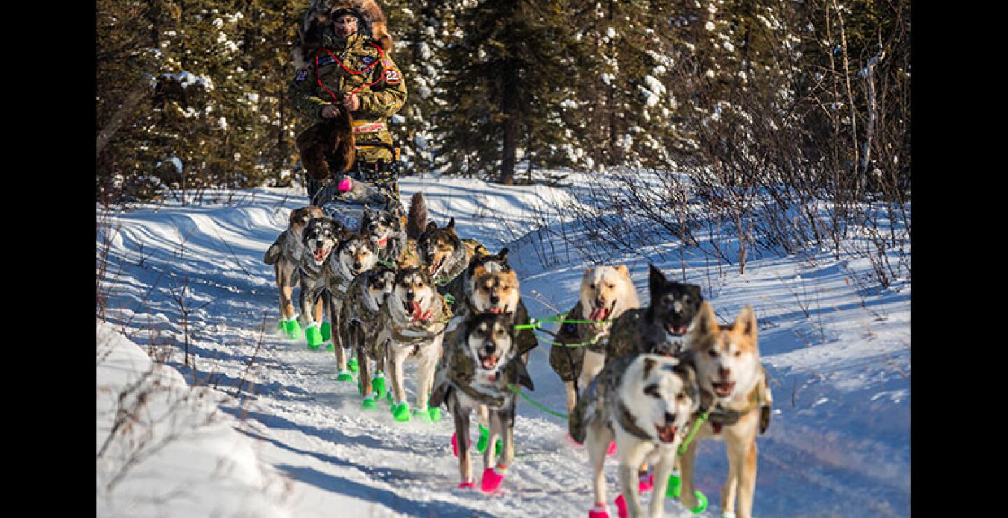 Cada equipo que participa consta de hasta 16 perros. Seis de estos, por reglamento, deben participar en todas las etapas. 