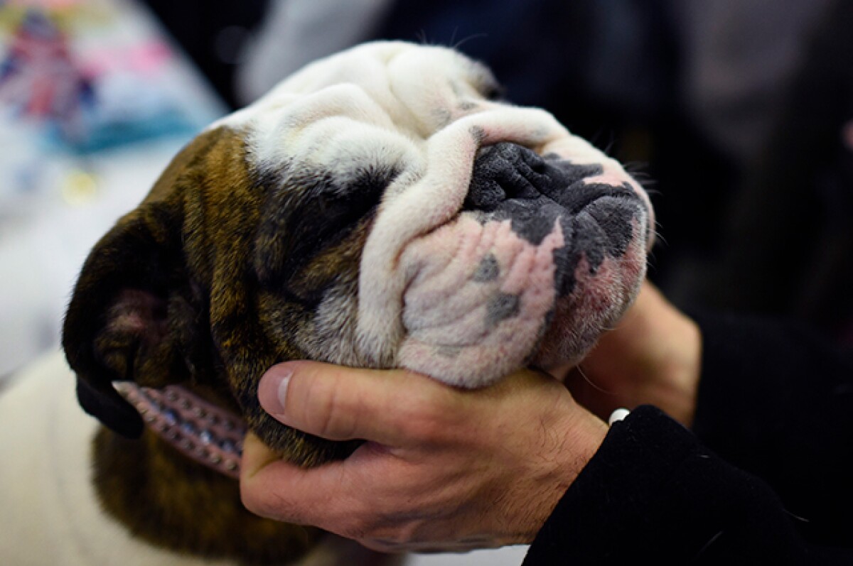 bulldog.jpg