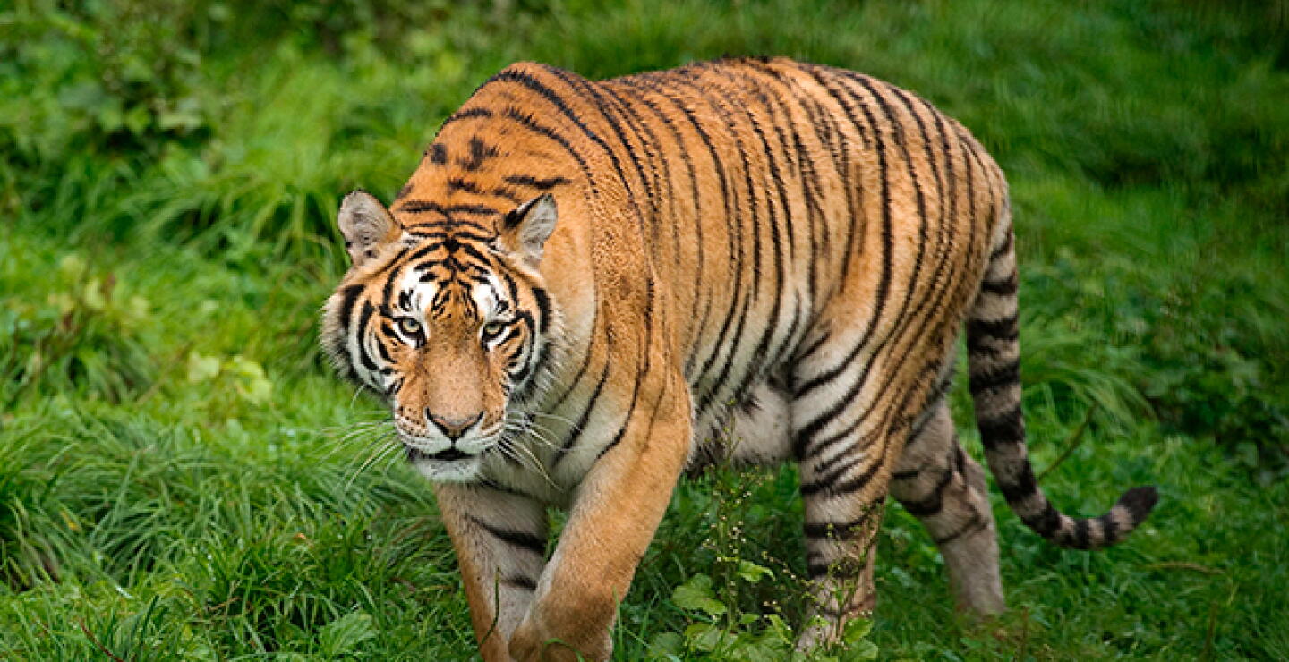 tigre.jpg