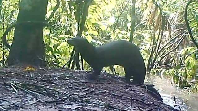 Unidos para rescatar nutrias y dantas: esta vereda en Arauca es ejemplo en cuidado medioambiental