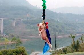 cerdo-bungee.jpg