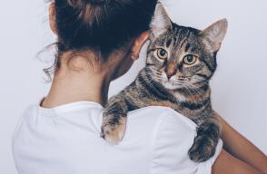 18735_La Kalle. Gatos sí son apegados a sus dueños / Foto: Getty Images