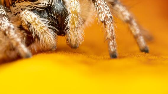 Mujer encontró una araña en su comida 