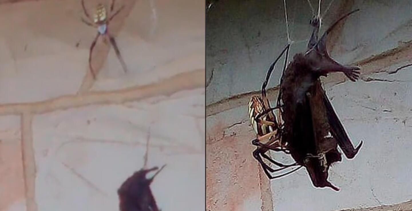 bataran_0.jpg