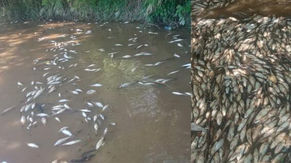 Mortandad de peces en el Río Lebrija.JPG
