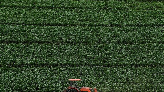 362031_Cultivos / Foto: AFP