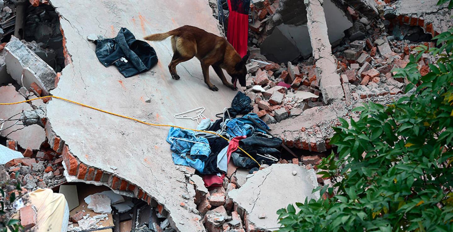 Las cuatro patas de los perros son más agiles para andar entre los escombros que los humanos.