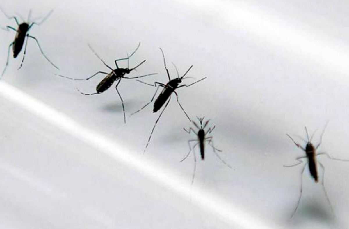 dengue.jpg
