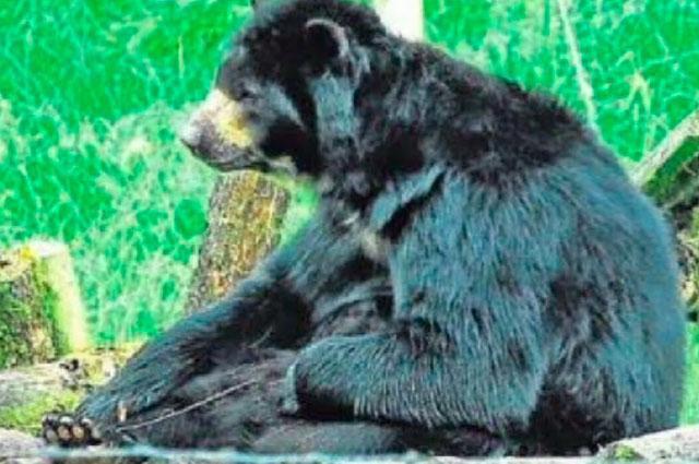Polémica por traslado de oso de anteojos de reserva en Manizales a zoológico de Barranquilla