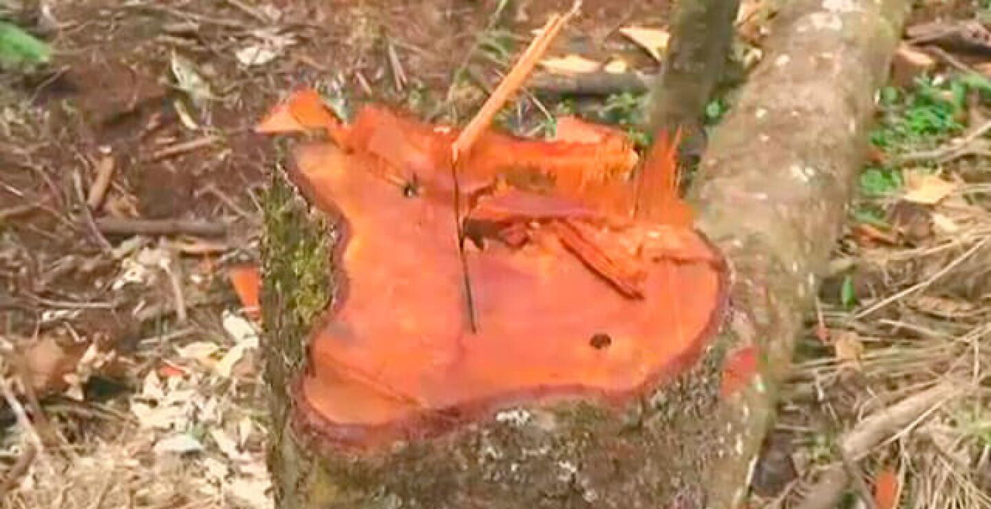 tala-arboles_0.jpg