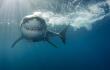 14253_La Kalle - Hombre es mordido por un tiburón mientras surfeaba - Foto: Getty Images
