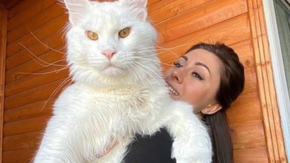 Kerif, el supergato. Kerif, el supergato.