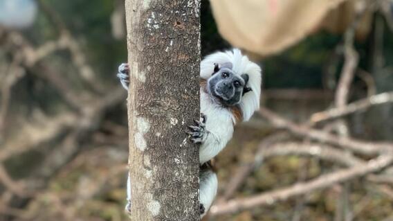 358868_Fotos: Fundación Zoológico Santacruz