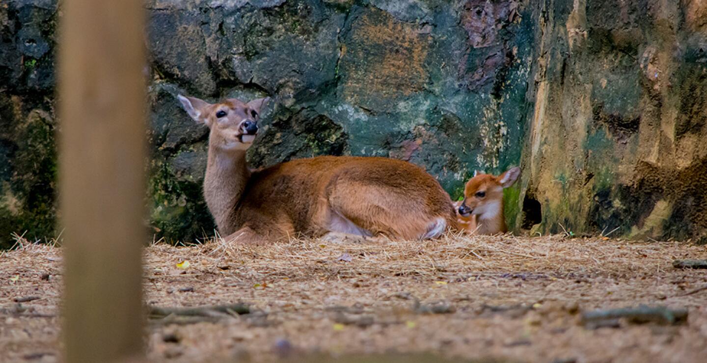 Más de 100 nacimientos se han registrado durante el 2016, los cuales no solo enriquecen las 240 especies de fauna existentes, sino que enamoran a las más de 500.000 personas que visitan el Zoológico de Cali, uno de los mejores del mundo y que está ubic