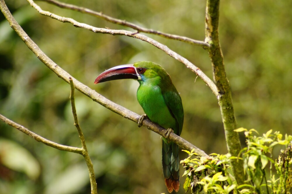 avistamiento de aves en el valle del cauca (2).jpeg