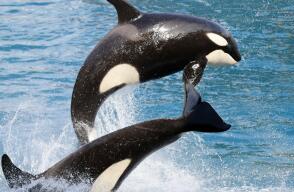 18216_Foto: Orcas / AFP