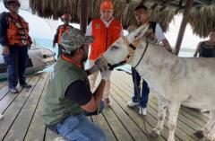 Apolo, burro rescatado por maltrato