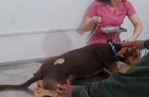 Carnicero atacó con machete a un perro por robarse un trozo de carne 