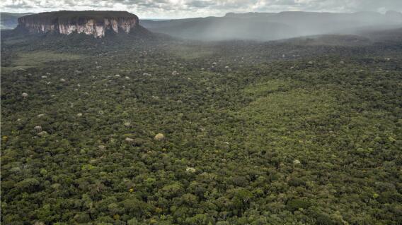 375125_Amazonas // Foto: AFP 375125_Amazonas // Foto: AFP