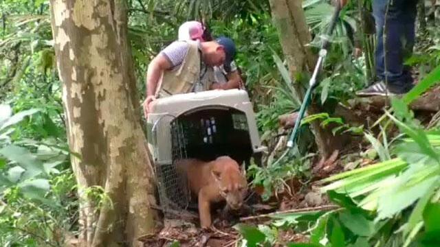 Visita de un puma a zona urbana de Riohacha causó pánico