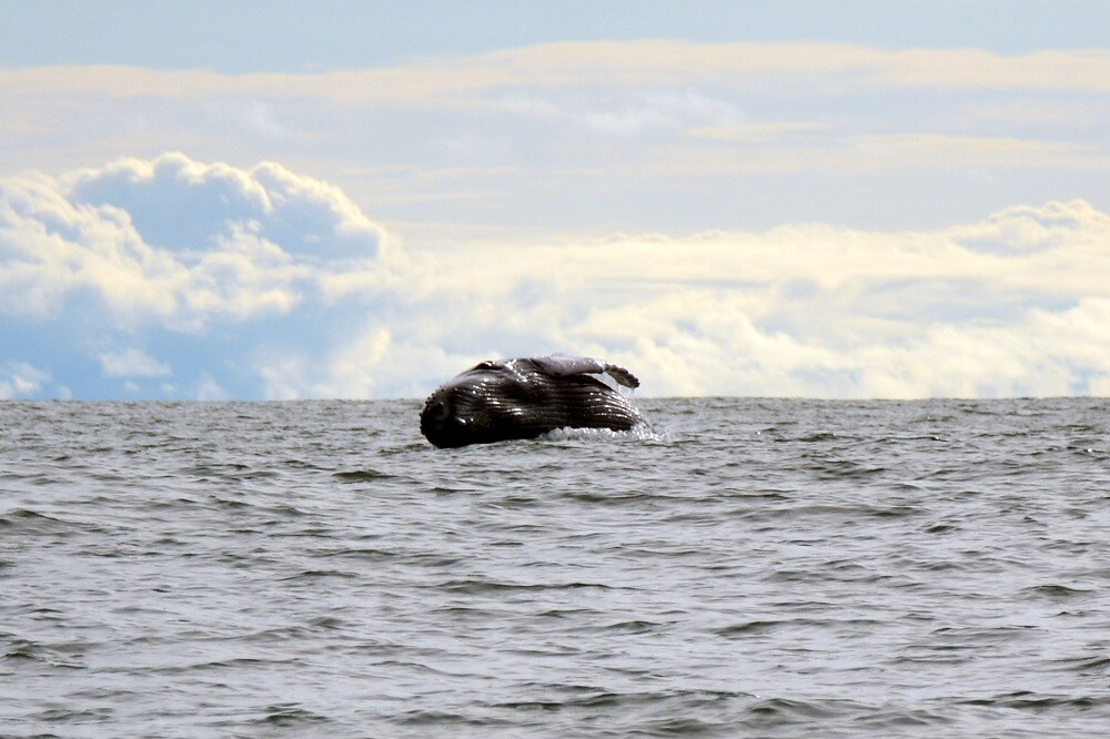 ballena jorobada en el pacifico colombiano foto mario baos blu radio  (7).jpg