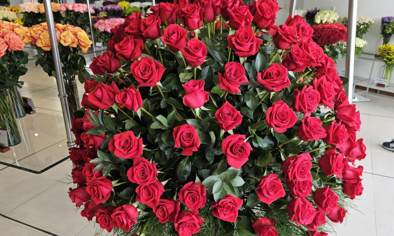En temporada de San Valentín, las rosas rojas colombianas son las más deseadas en Estados Unidos En temporada de San Valentín, las rosas rojas colombianas son las más deseadas en Estados Unidos