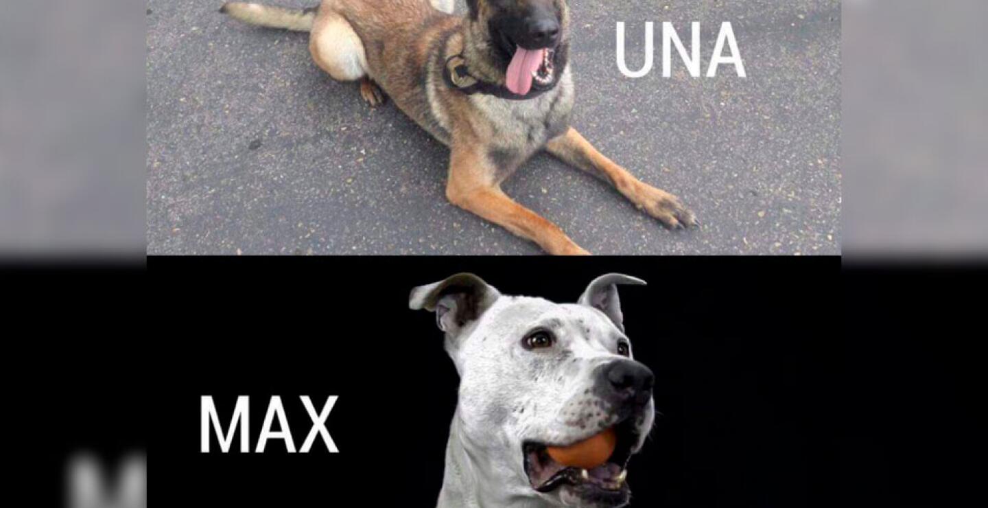 Bogotá no se ha quedado atrás, Una y Max son los perros rescatistas enviados a México para ayudar en las labores de rescate.