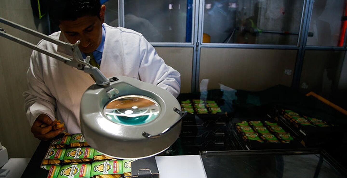 "Auguramos un excelente futuro para la uchuva, una fruta de importancia económica que ha experimentado un crecimiento en las exportaciones, convirtiéndose en la segunda en ventas al exterior en Colombia después del banano", manifestó Iragorri