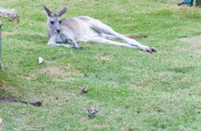 14943_La Kalle - Canguro extraviado - Foto: Getty Images