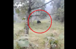 360802_Oso captado en cámara en Santander / Foto: suministrada