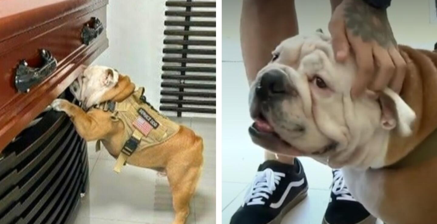 Orión, el perro que se resistía a la muerte de su dueño, intentó tirarse encima del ataúd