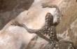 Extraño lagarto quedó en video