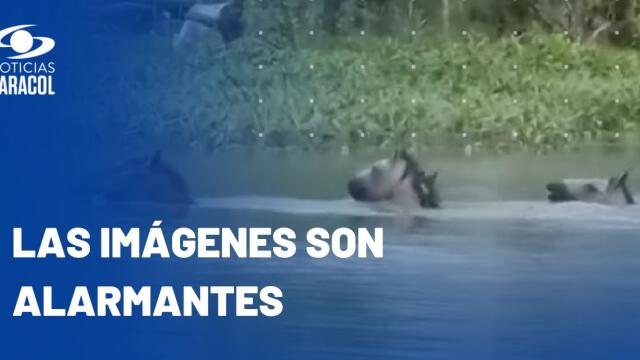 Muchos animales han muerto en La Mojana por las inundaciones: "No tienen dónde alimentarse" Muchos animales han muerto en La Mojana por las inundaciones: "No tienen dónde alimentarse"