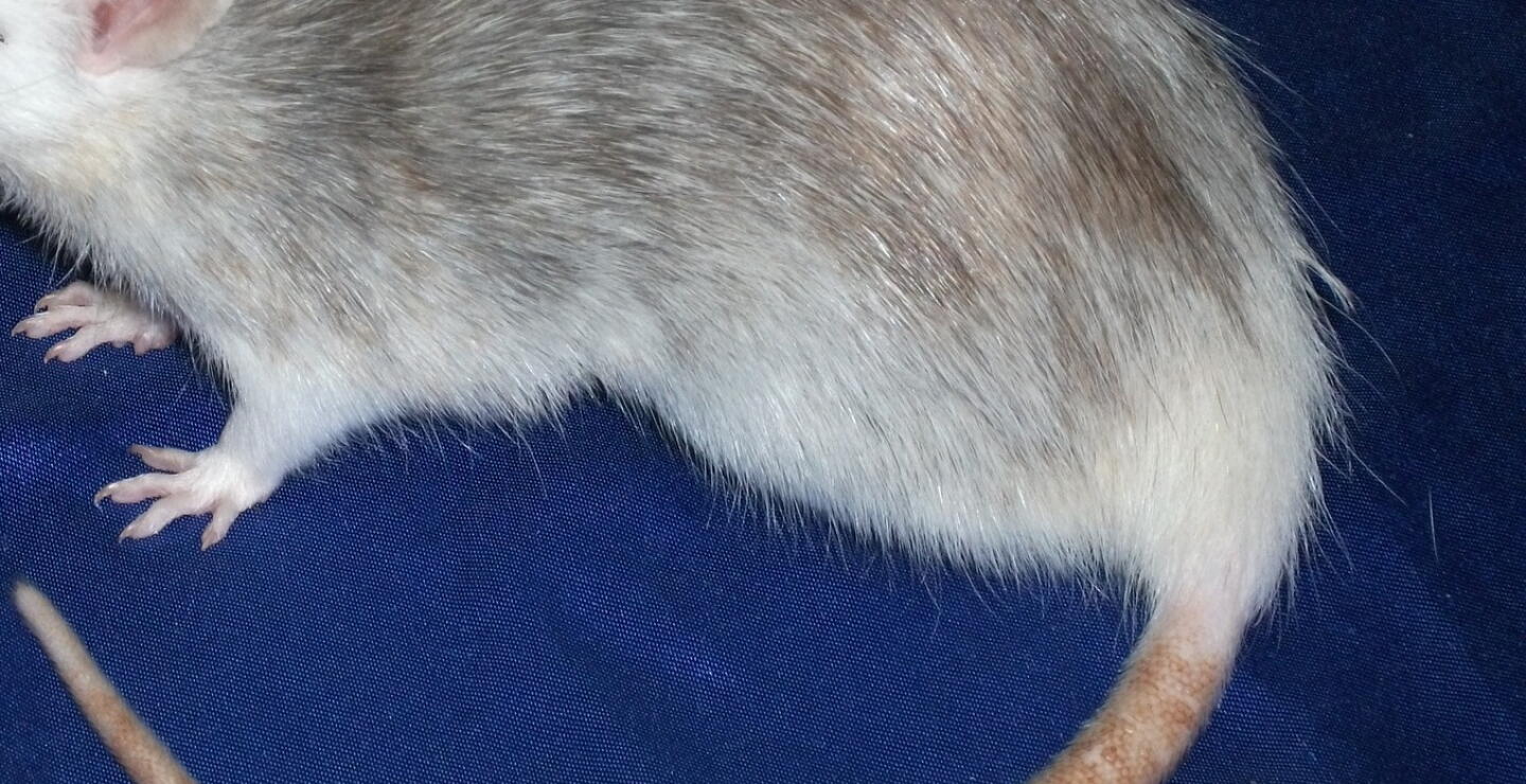 Rata