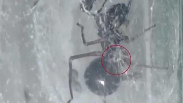 ¿Pensó que lo había visto todo? Descubren especie de araña que amamanta a sus crías