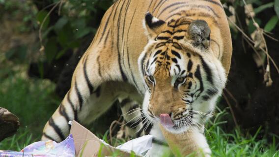 275572_Foto: Zoólogico de Cali