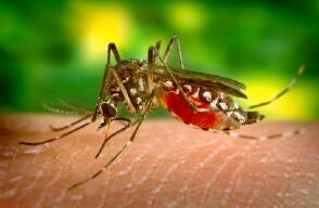 329905_BLU Radio, Dengue referencia / Foto: Pixabay