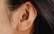 Oreja / Oído 