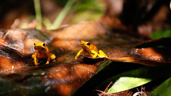 biodiversidad-colprensa.jpg