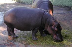 hipopotamos-napoles.jpg