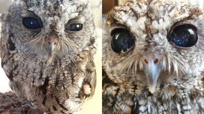 Galaxia en sus ojos_ este es el búho que ha conquistado las redes por su mirada Galaxia en sus ojos_ este es el búho que ha conquistado las redes por su mirada