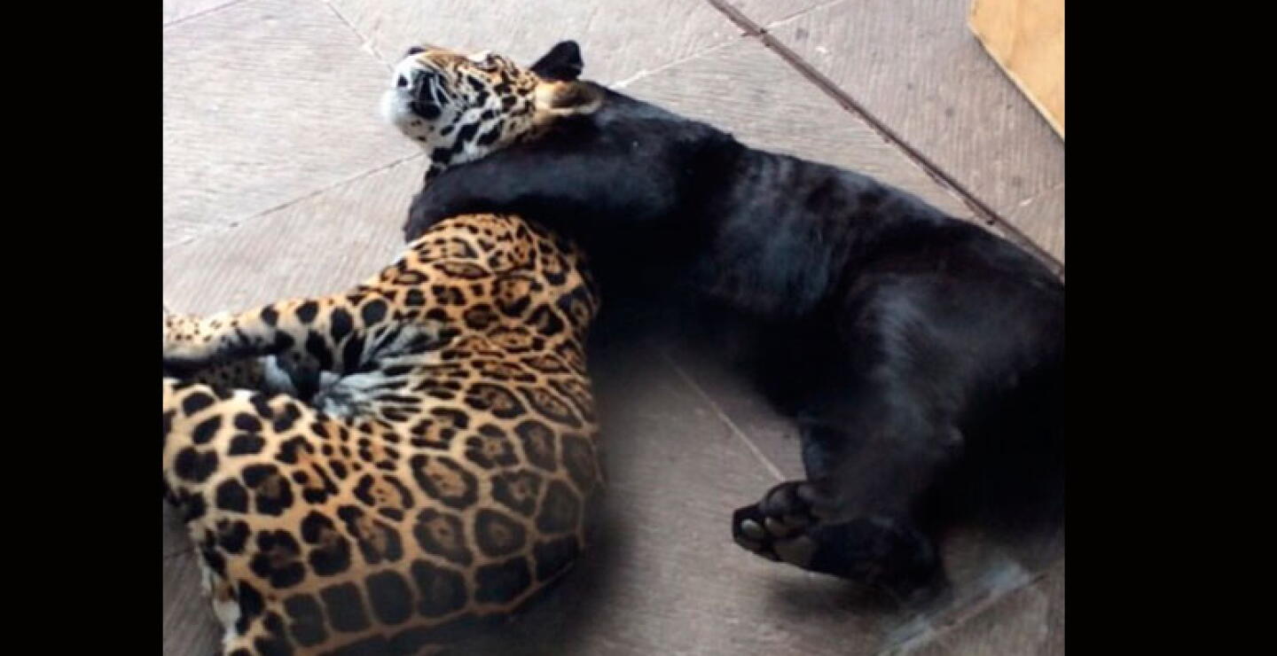 tigre Matzu, leopardo Celis
