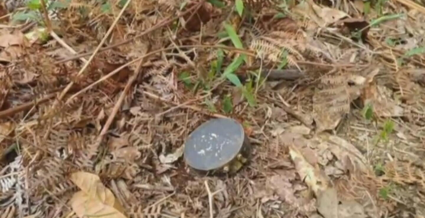 Campesino fue víctima de mina puesta por las disidencias de las FARC en Cauca