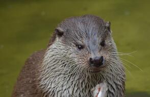 Nutria