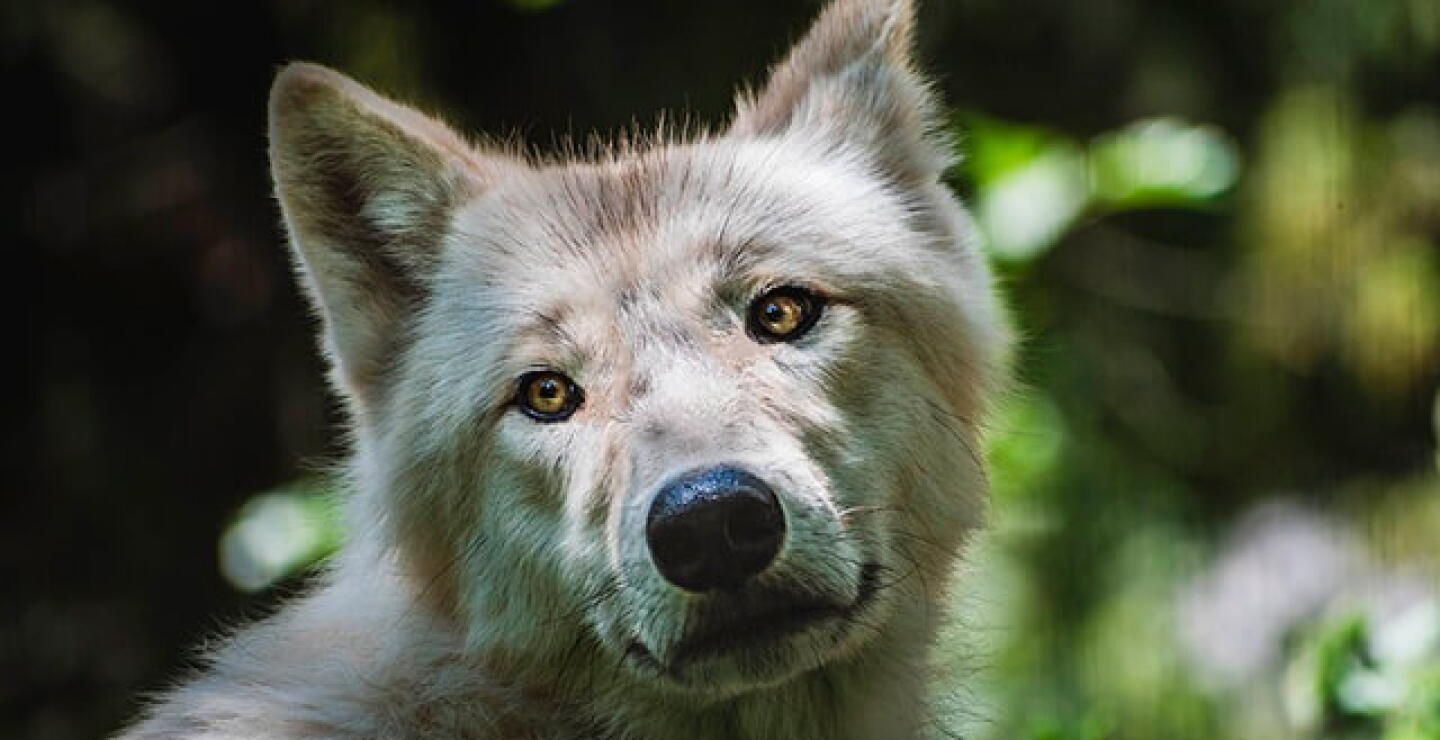 loba-iberica.jpg