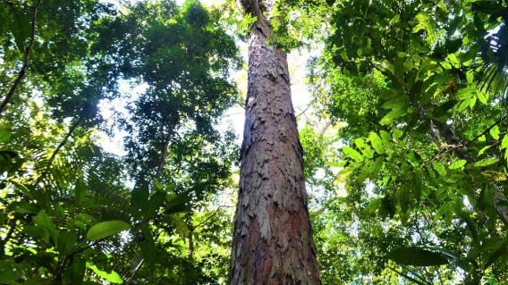 Árbol/ Bosque 