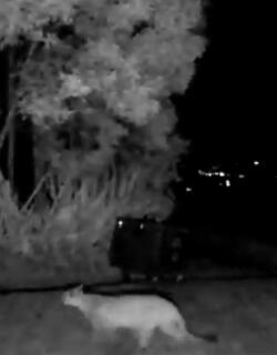 VIDEO | Puma fue visto en zona rural de La Calera y CAR activó protocolos: ¿qué hacer si ve uno?