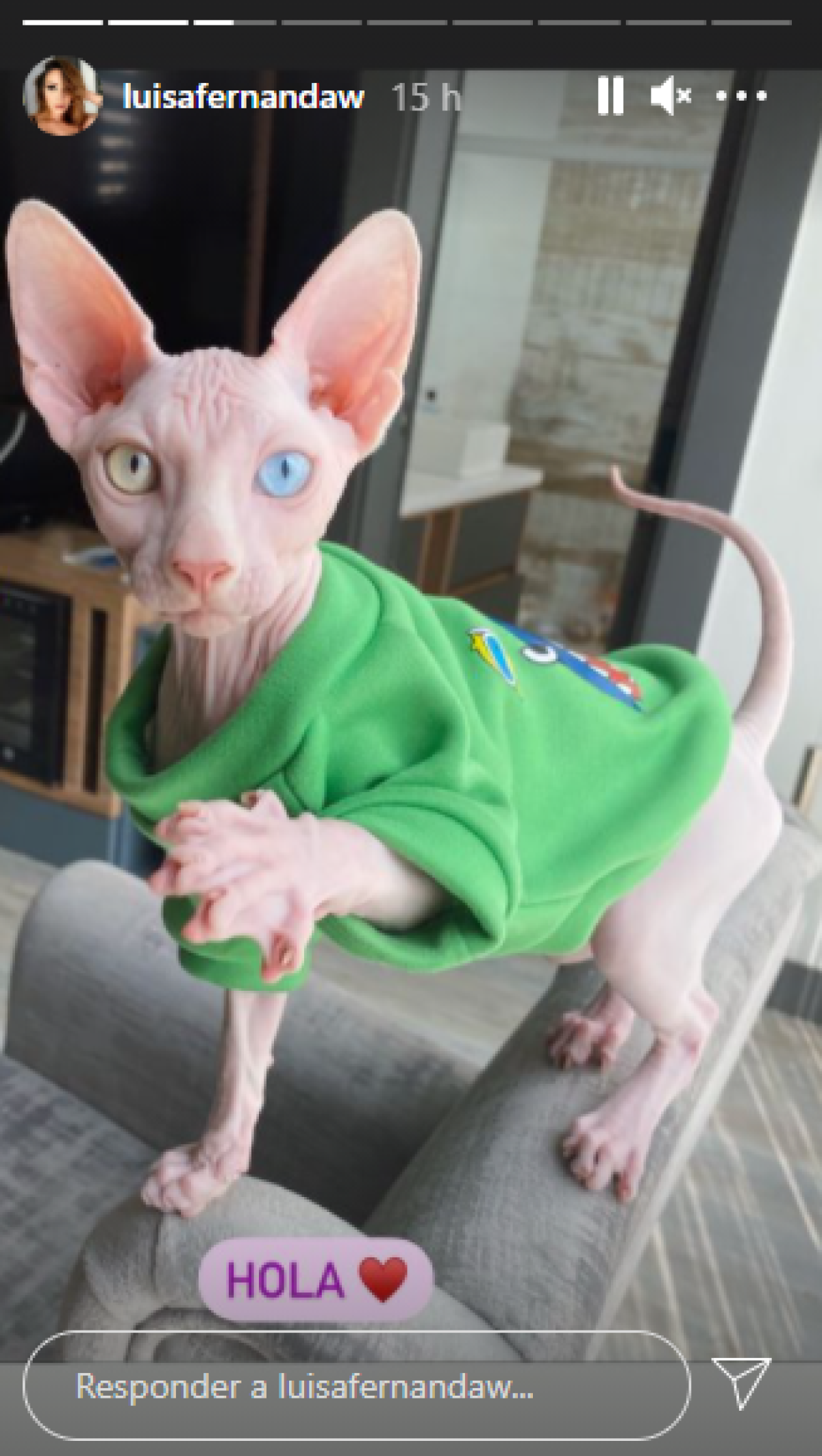 regalo mascota pipe bueno luisa fernanda w.png