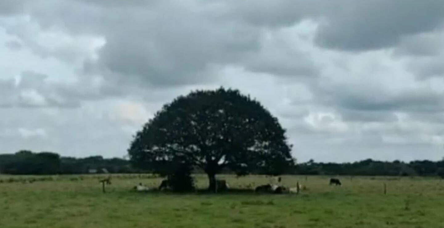 Procuraduría alerta posibles irregularidades en procesos de compra de tierras en la ANT